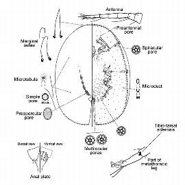   Phalacrococcus howertoni  
 Illustration by Hodges and Hodgson 